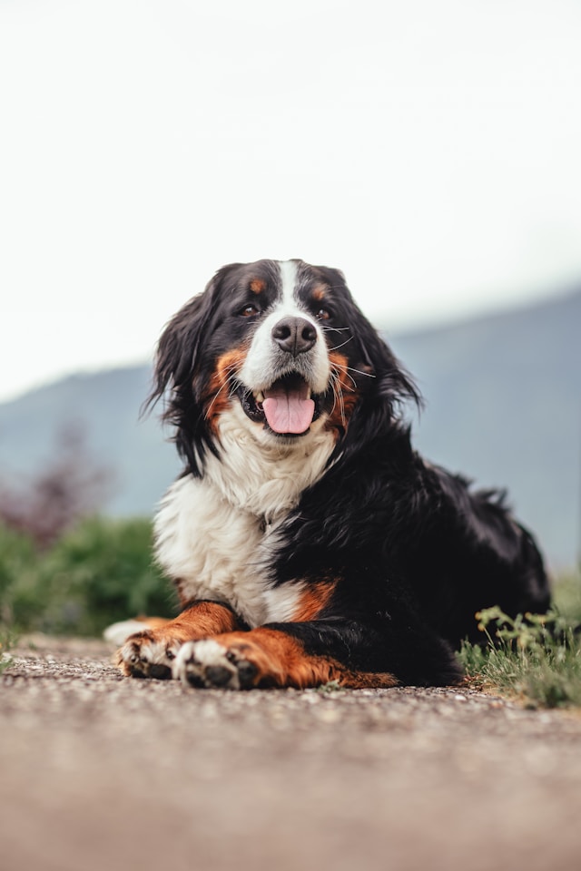 Bernese (1) Bernese (1)