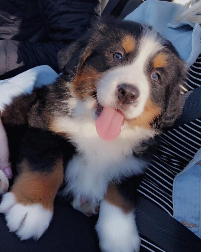 Milo Milo