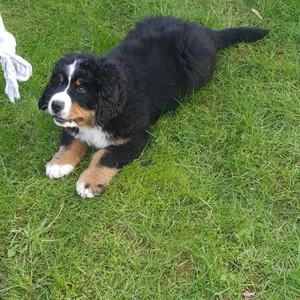 Theo Theo