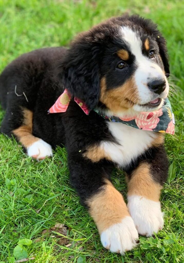 Lucy Lucy